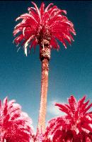 Color Infrared - Red Palm